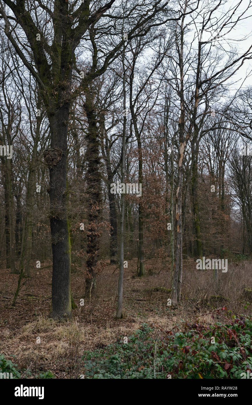 View of the Hambacher Forst, an old natural forest, which becomes a popular symbol in the fight against global warming. Stock Photo