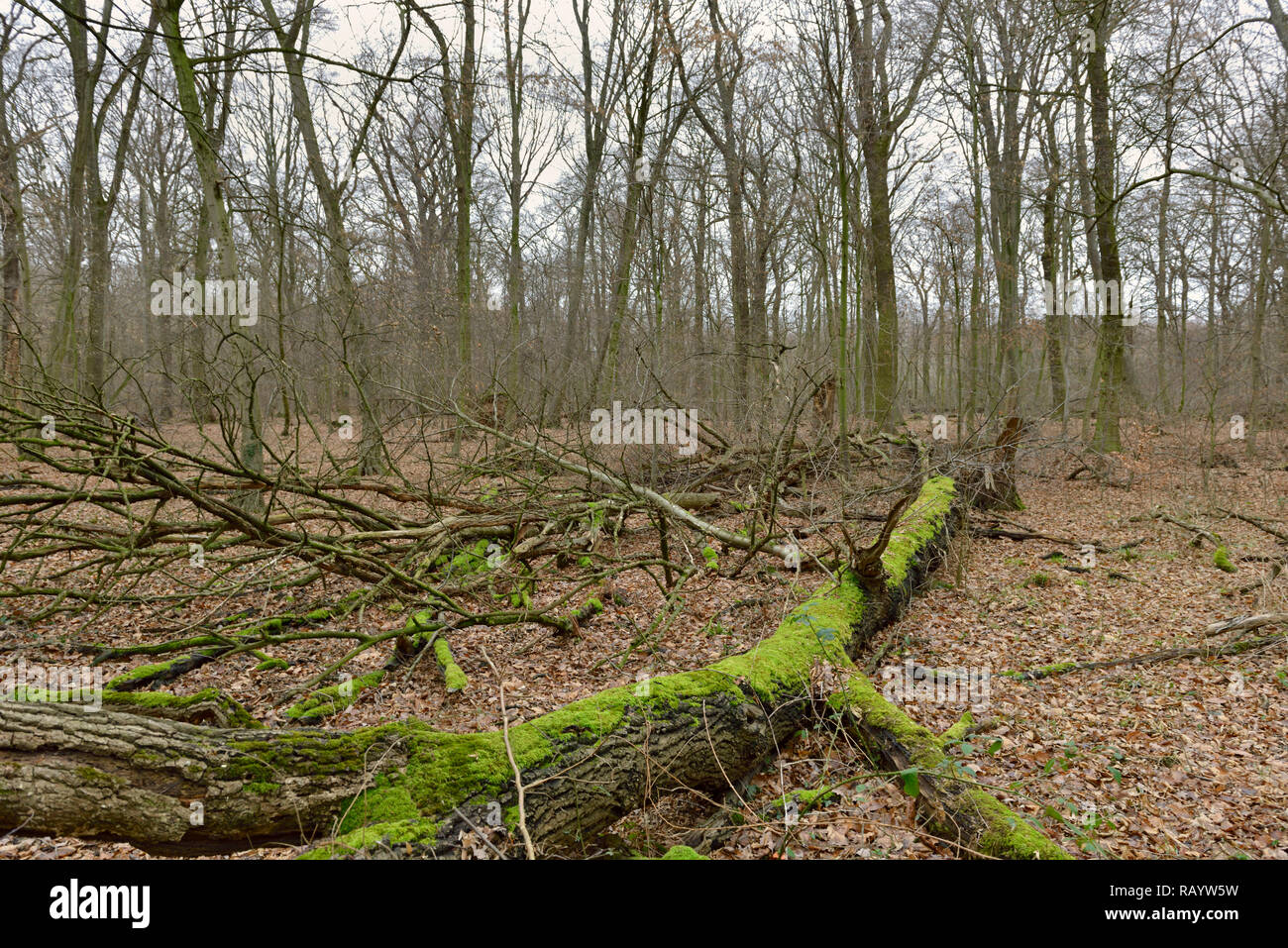 View of Hambacher Forst, an old natural forest, which becomes a popular symbol in the fight against global warming (victim of lignite surface mining). Stock Photo