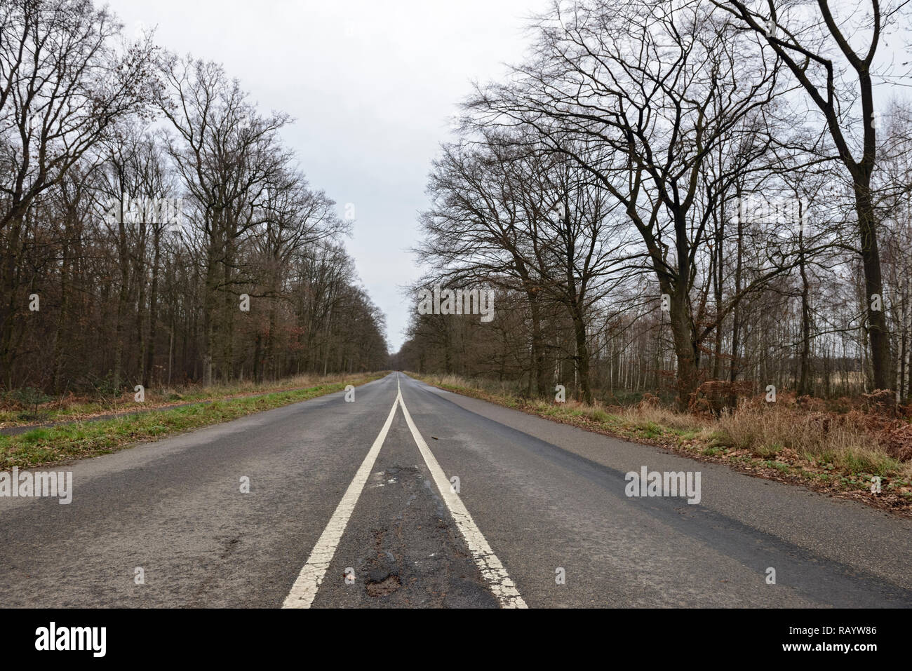 View of the old road L276 through the Hambacher Forst, an old natural forest, which becomes a popular symbol in the fight against global warming. Stock Photo
