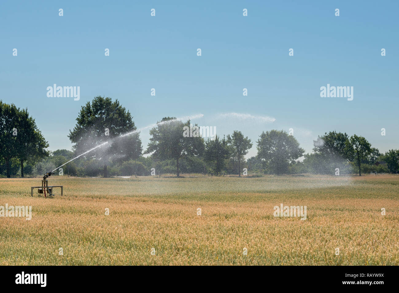 Portable sprinkler irrigation machine spraying water over farmland during a drought summer, hot and dry summer 2018, Europe. Stock Photo