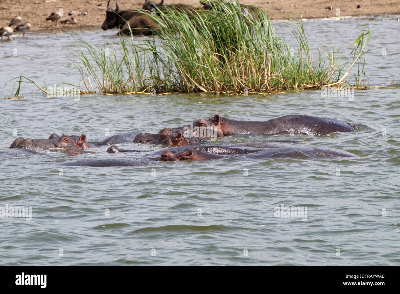 Hippos and water buffalo in the water in Queen Elizabeth National Park