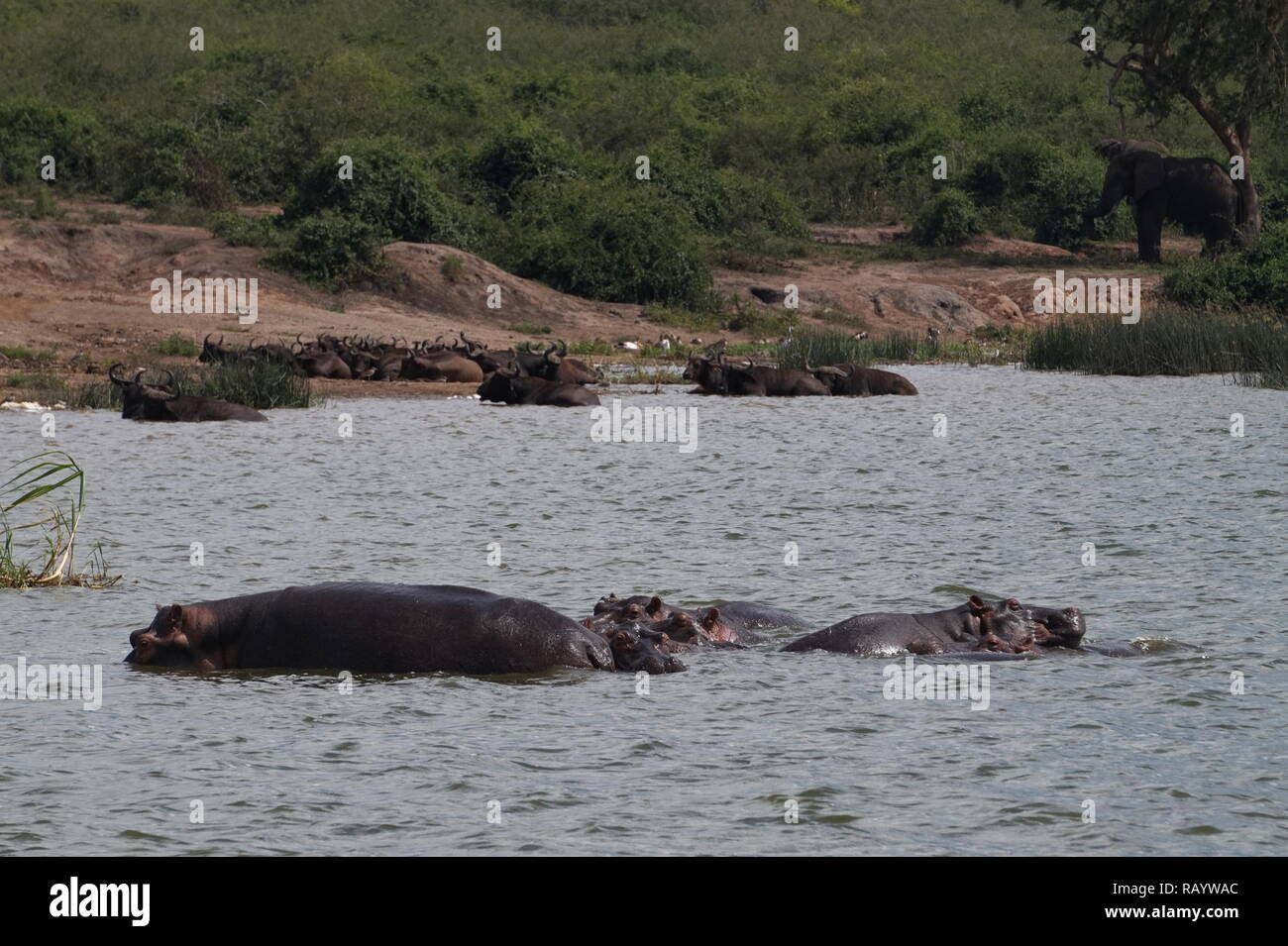 Hippos and water buffalo wallowing in the water and an elephant under a