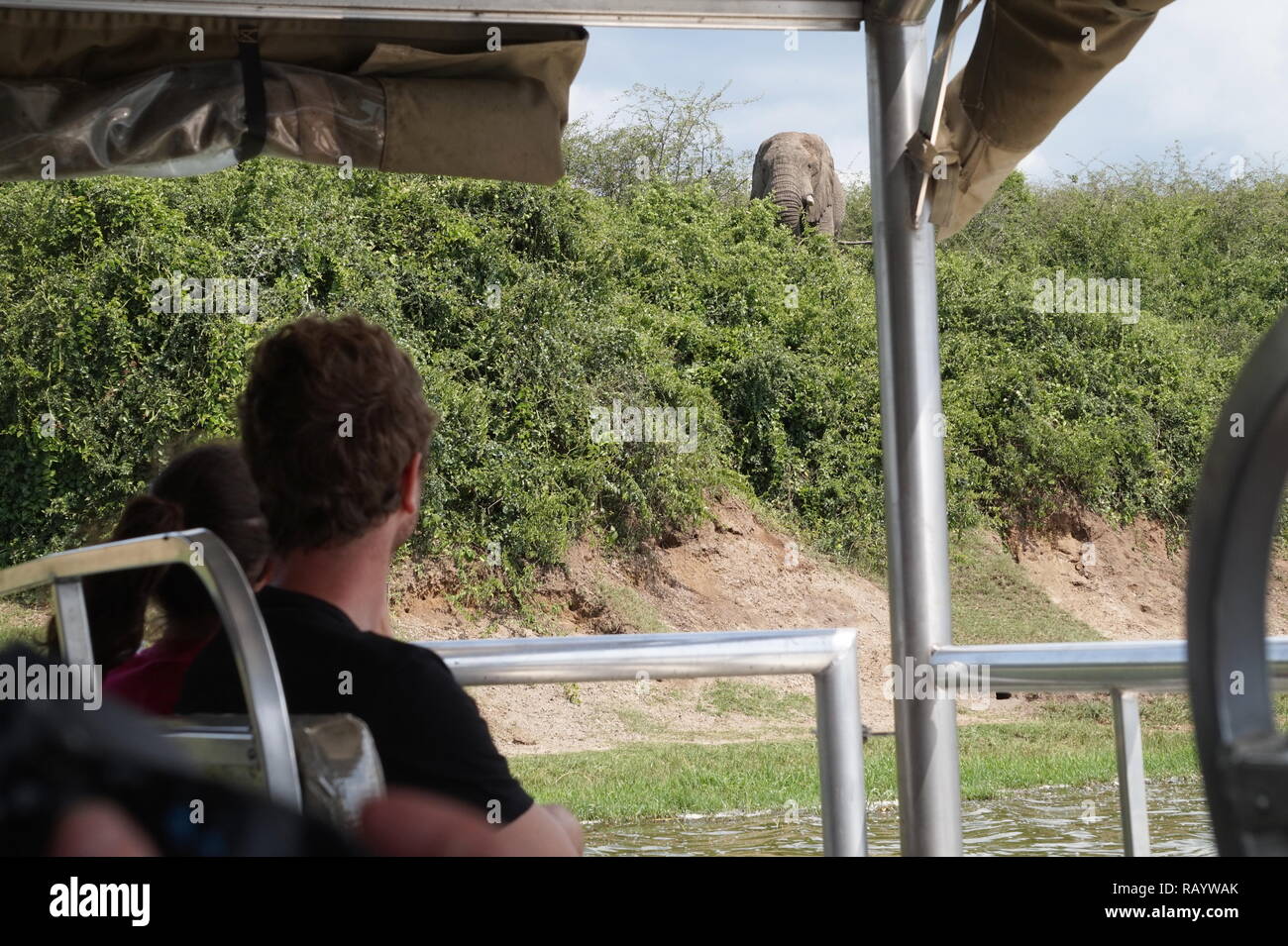 Tourists on a boat trip watching an elephant, Queen Elizabeth National Park, Uganda Stock Photo