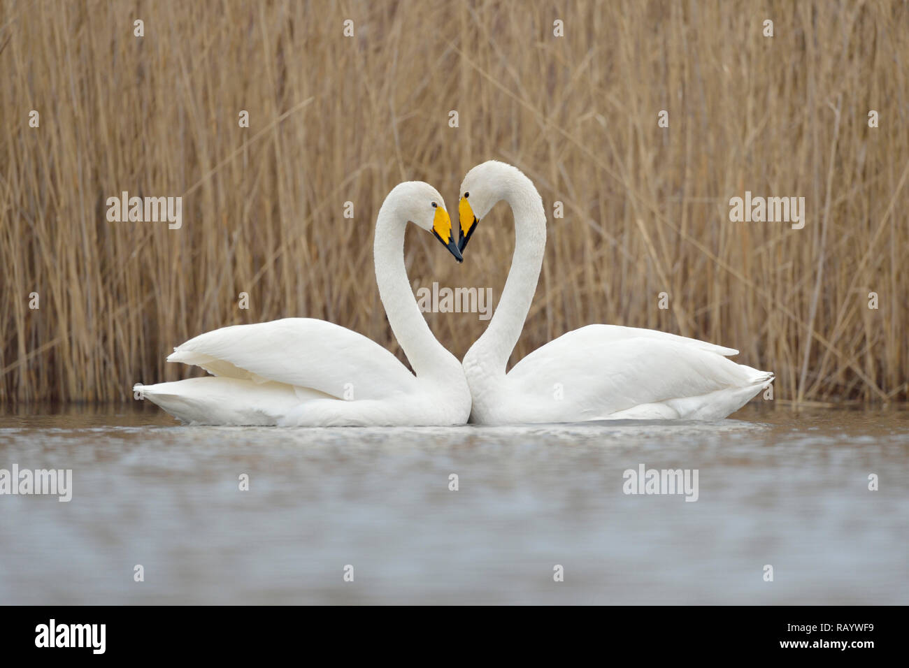 Whooper Swans ( Cygnus cygnus ), couple displaying, forming a love heart, Europe. Stock Photo