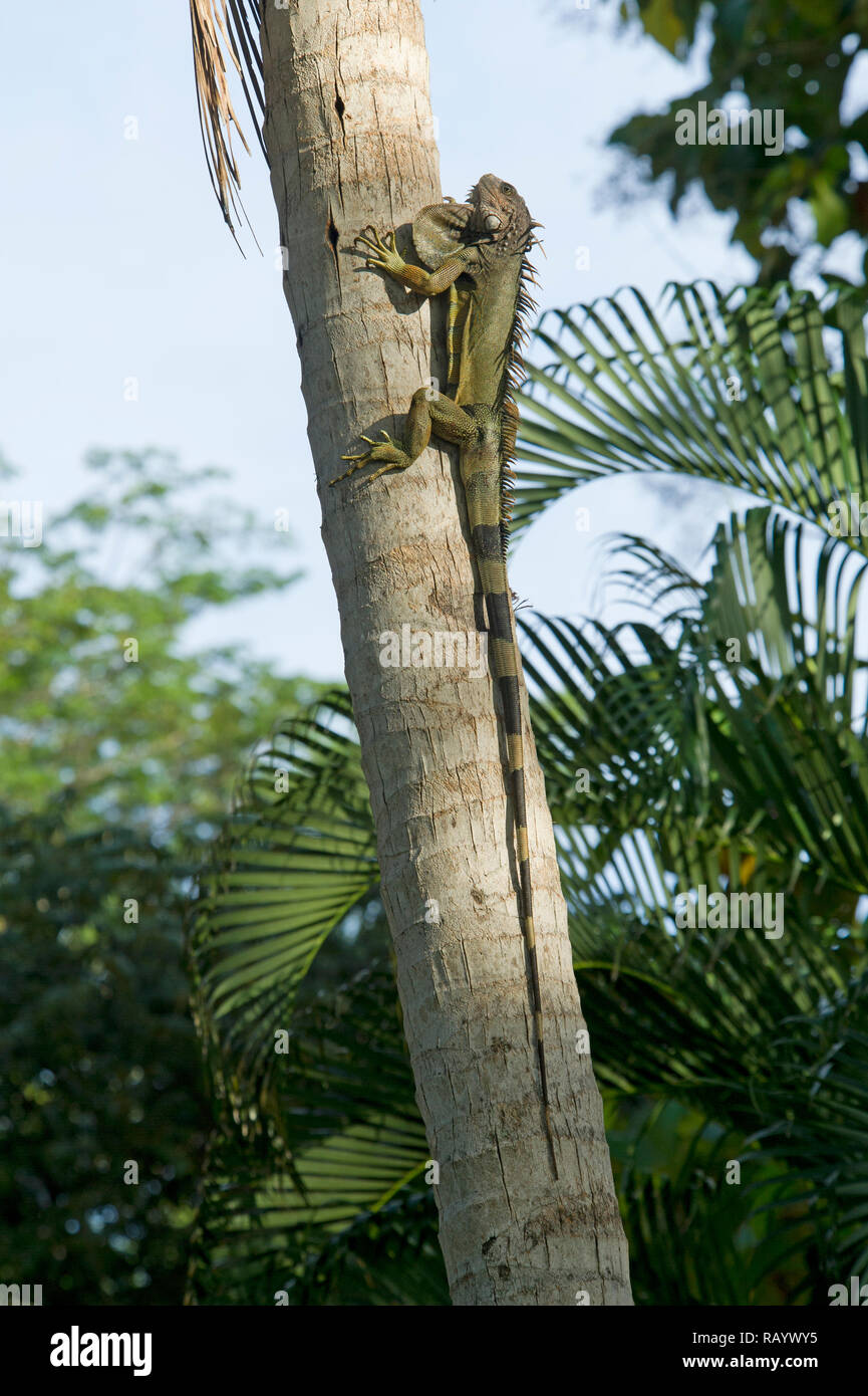 Iguana on a palm tree Stock Photo Alamy