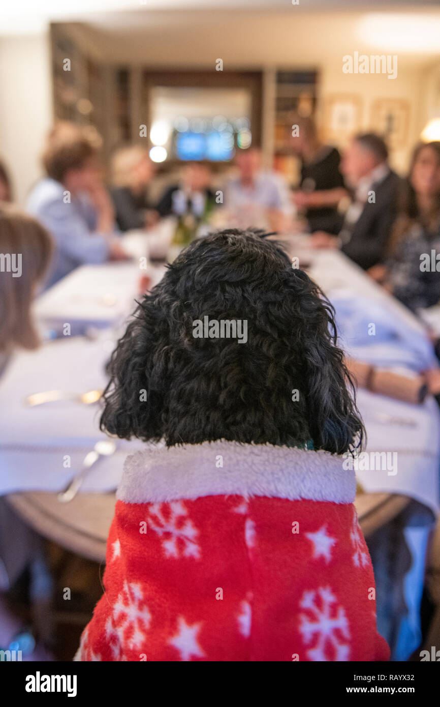 A small dog in a Christmas suit presides over Christmas lunch Stock Photo