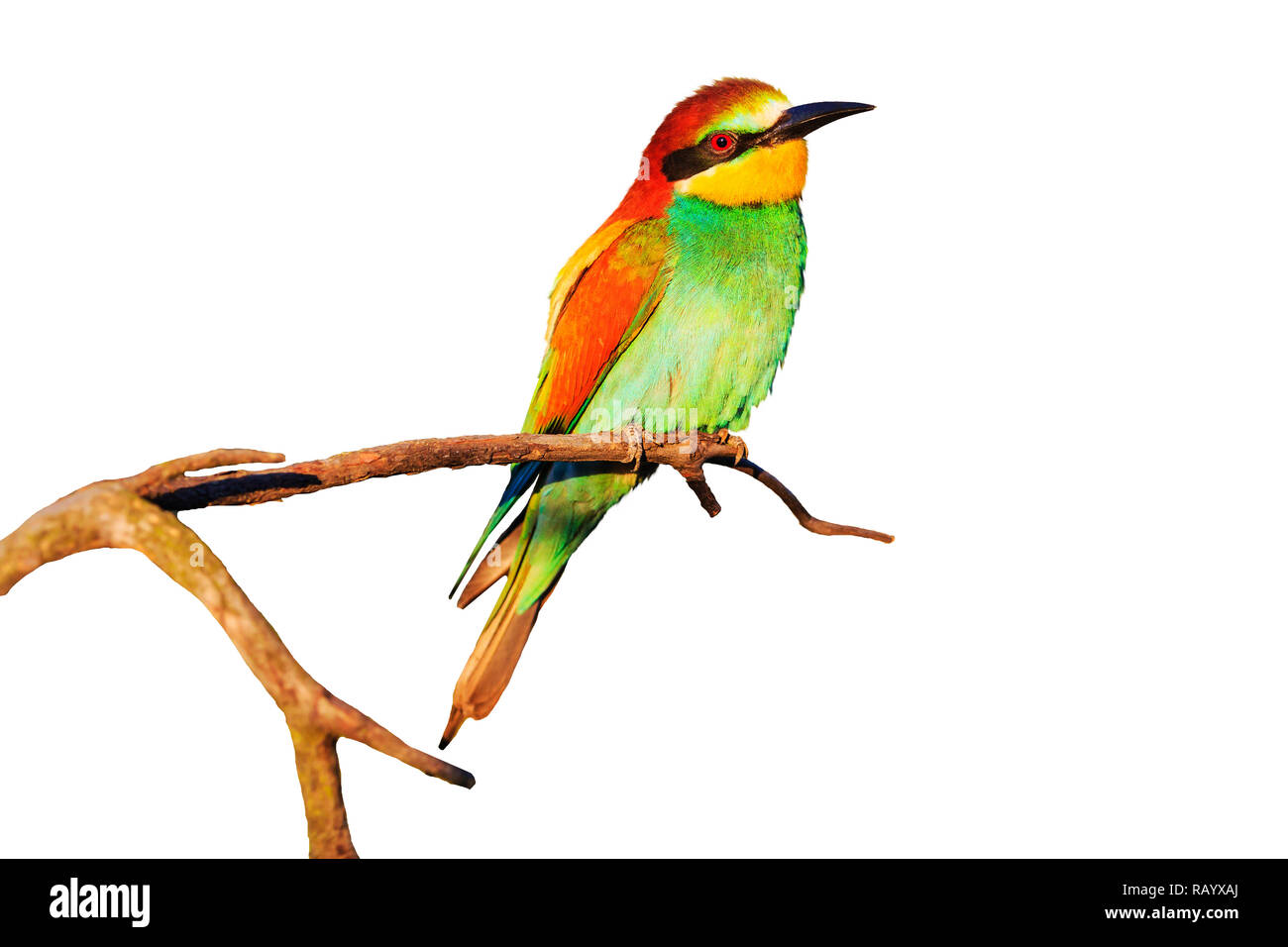 beautiful bird on a branch with colored feathers isolated on white , wild nature Stock Photo