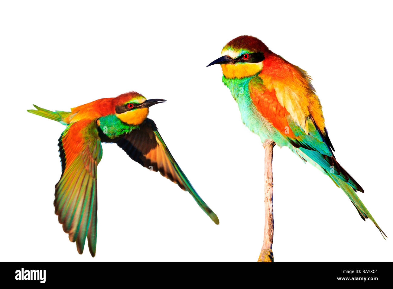 Spring colored birds isolated on a white background , wild nature Stock Photo