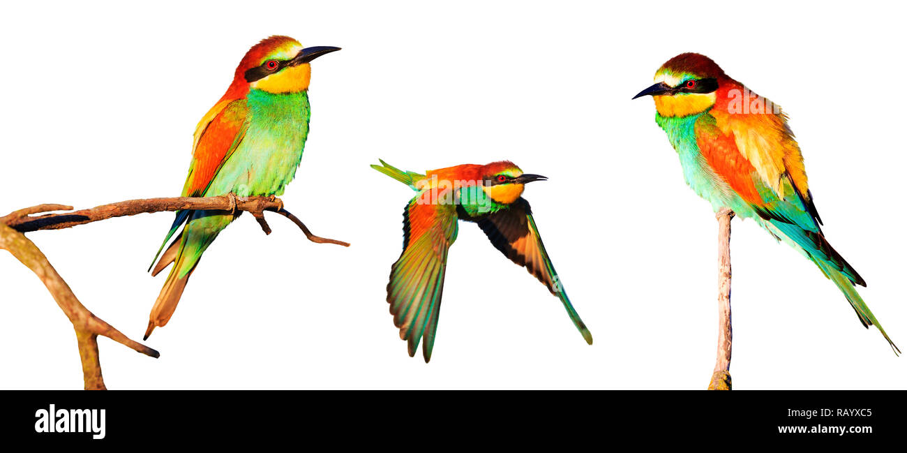 set of colored birds isolated on a white background , wild nature Stock Photo