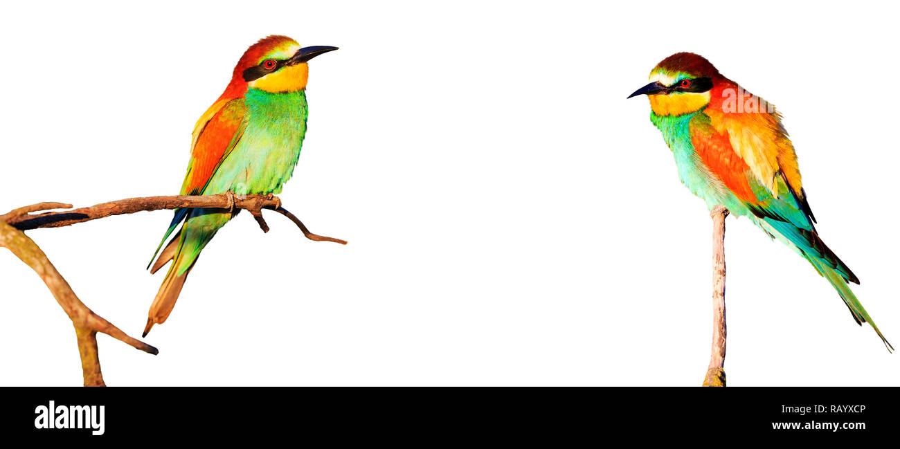 Two colorful birds sitting on the branches isolated on a white background , wild nature Stock Photo
