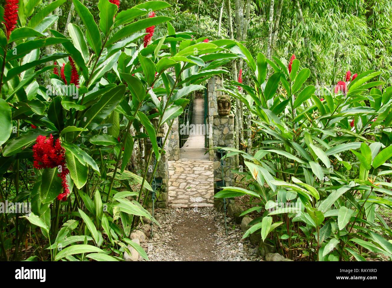Pathway to a suspended bridge over a river in the jungles of Honduras Stock Photo