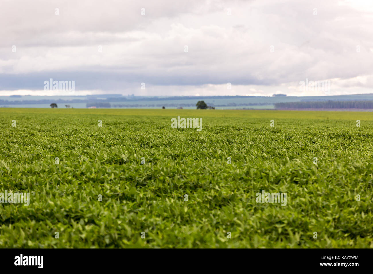 Large soybean plantation in Brazil in a overcast weather Stock Photo