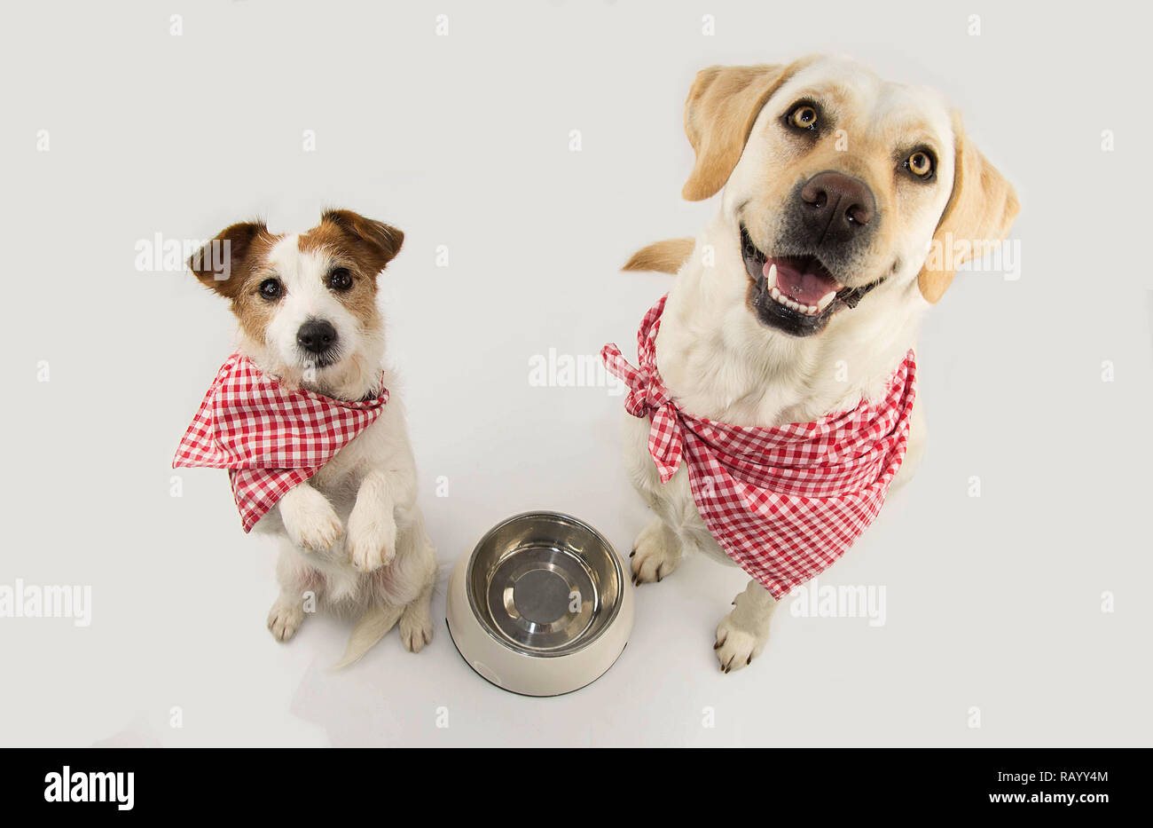 TWO DOGS BEGGING FOOD. LABRADOR AND JACK RUSSELL WAITING FOR EAT WITH A EMPTY BOWL. STANDING ON TWO LEGS. DRESSED WITH RED CHECKERED NAPKING NECK BAND Stock Photo