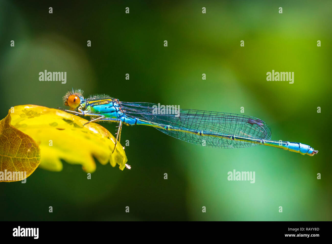 Closeup of a small red-eyed damselfly Erythromma viridulum perched in a forest. A blue specie with red eyes. Stock Photo