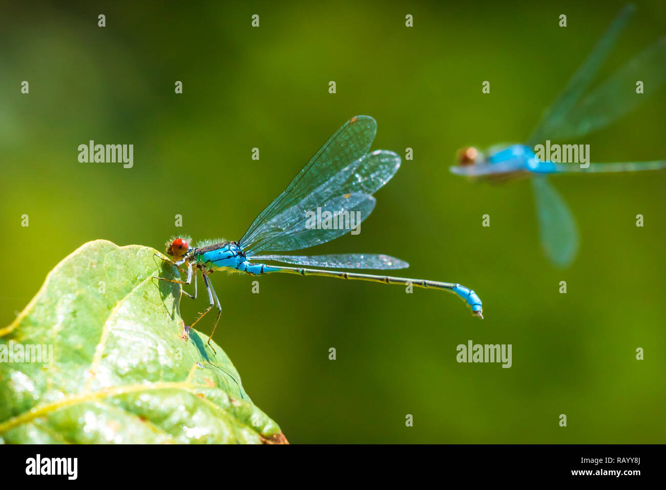 Closeup of a small red-eyed damselfly Erythromma viridulum perched in a forest. A blue specie with red eyes. Stock Photo