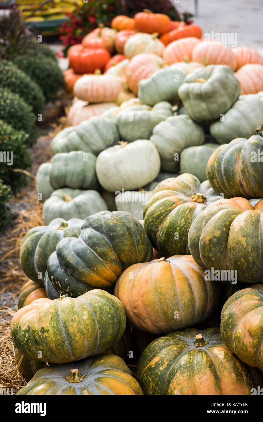 Pumpkins market for Thanksgiving day and Halloween Stock Photo