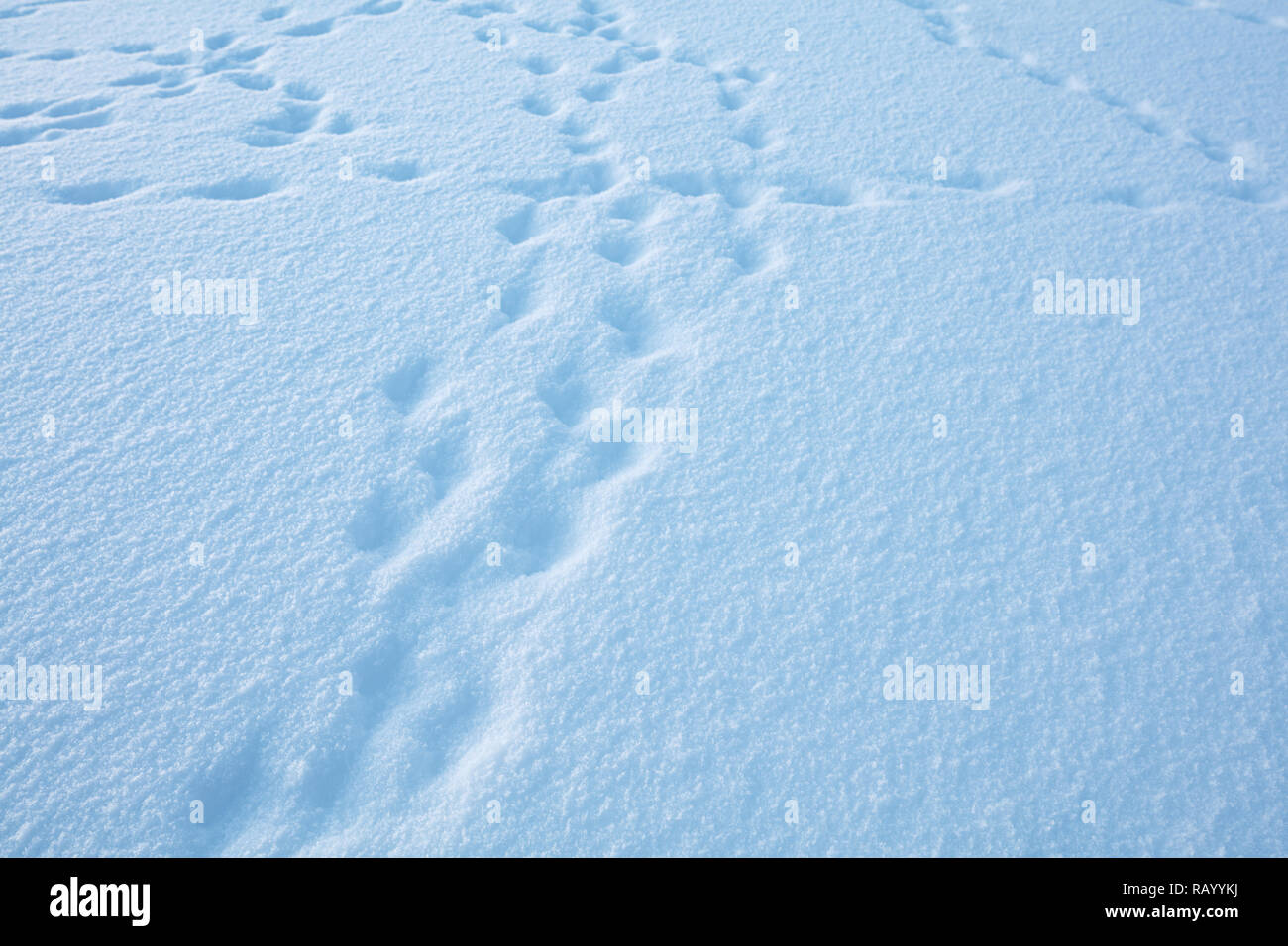 background of fresh snow texture with traces in blue tone Stock Photo ...