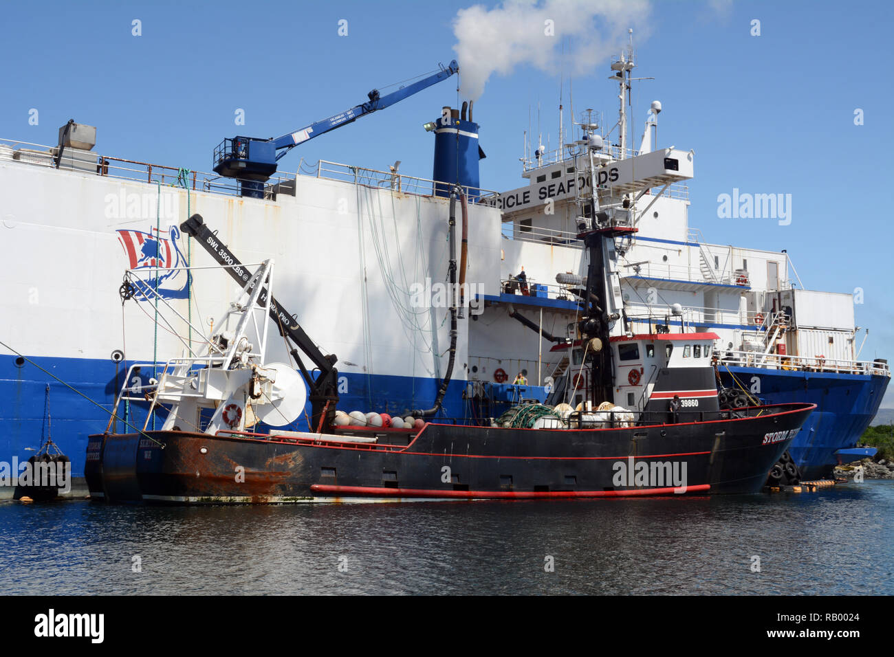 A commercial fishing boat unloads its cargo of fresh fish onto a floating seafood processing ship in Dutch Harbor, Unalaska, Alaska, United States. Stock Photo