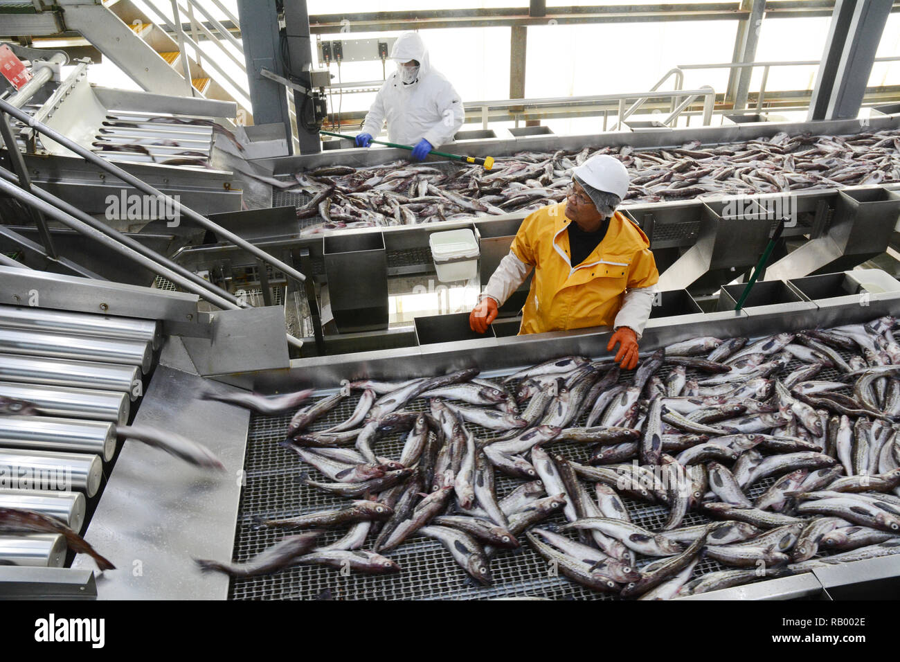 Employees at a fish plant inspecting whole Alaska pollock fish moving on conveyor belts, in Dutch Harbor, Unalaska Island, Alaska, United States. Stock Photo