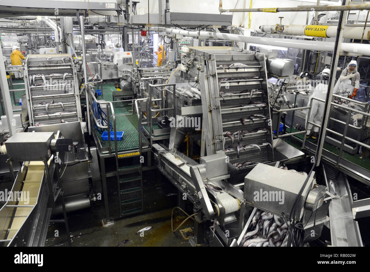 Workers and factory machines processing whole Alaska pollock fish at