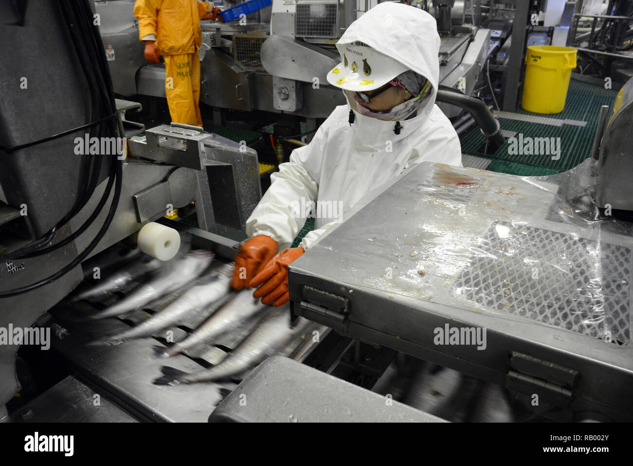 A fish plant employee inspecting whole Alaska pollock fish on a