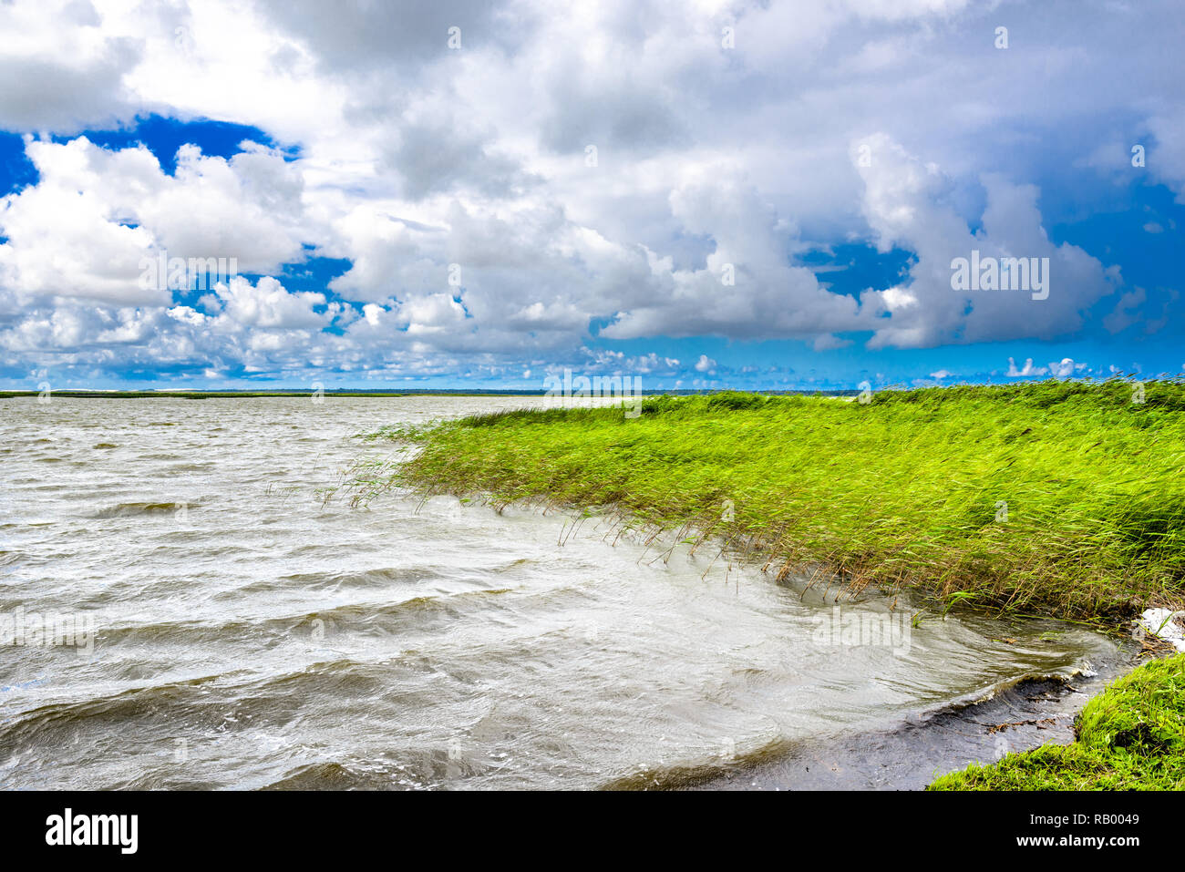 Landscape of spring lake, shore with grass in the water, wetlands area ...