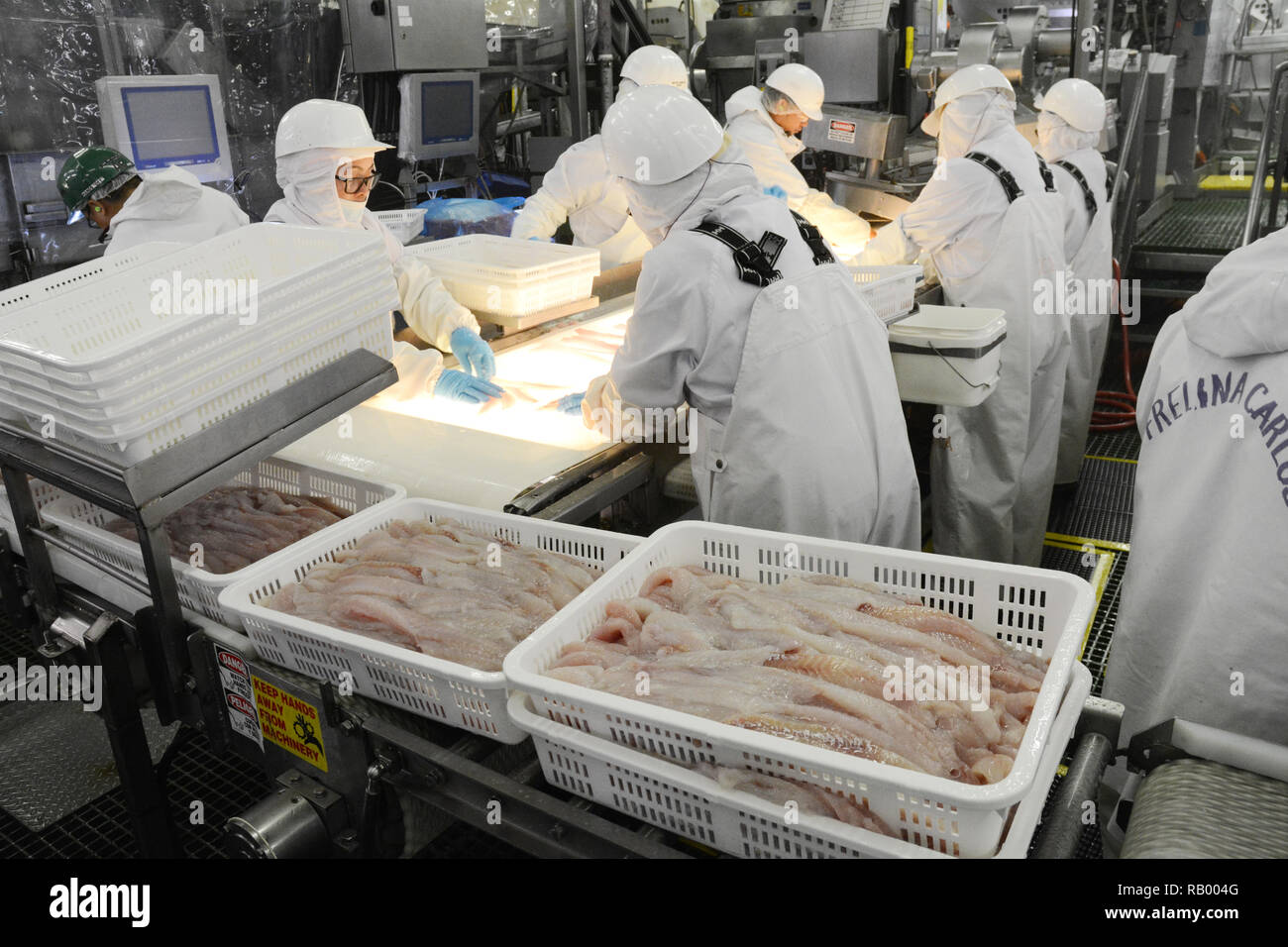 Fish plant employees inspecting Alaska pollock fish fillets on a