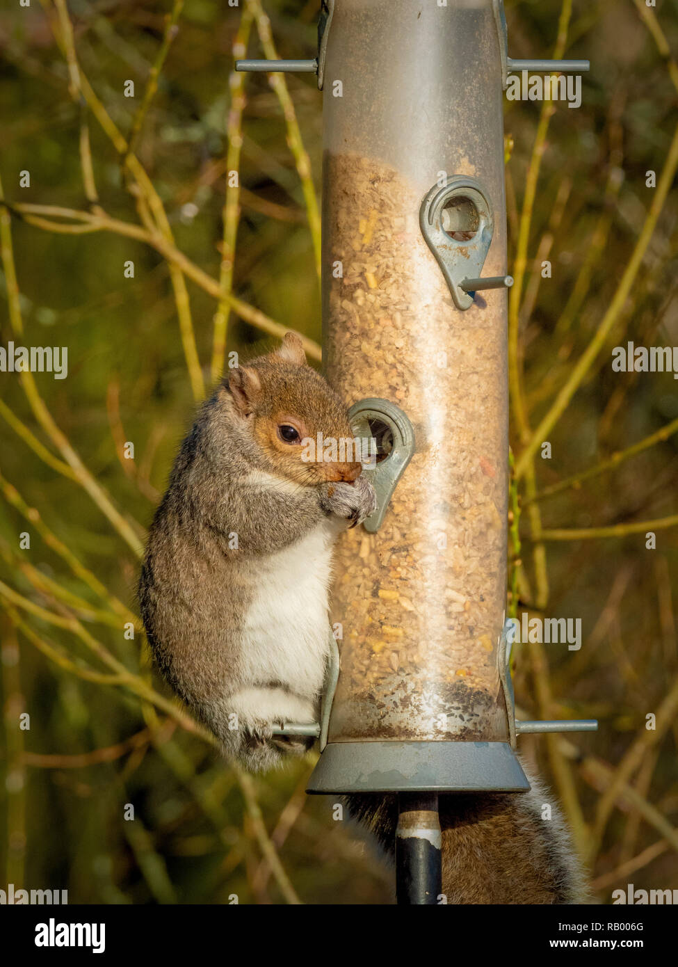 Grey Squirrel stealing from bird feeder in garden Stock Photo