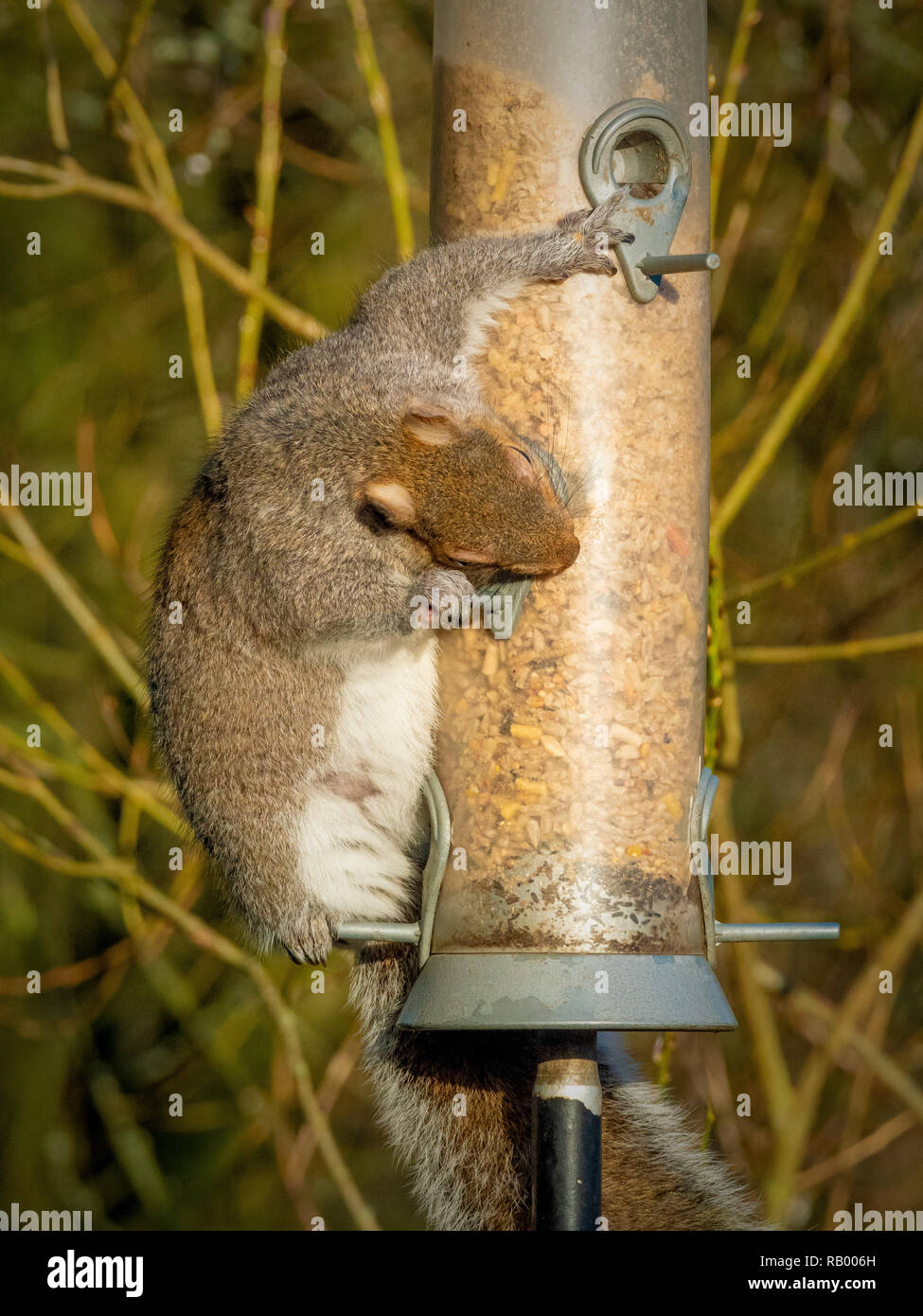 Grey Squirrel stealing from bird feeder in garden Stock Photo