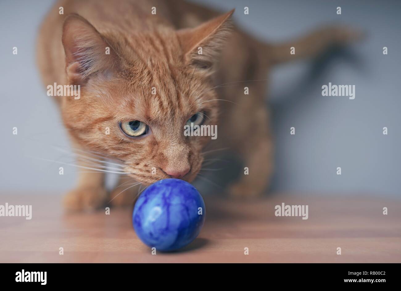 Ginger cat looking curious to a easter egg on the table. Stock Photo