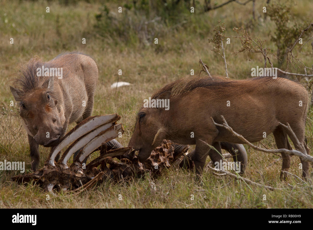 Warthogs, mainly herbivores, eating meat off a carcass in Addo Elephant National Park, South Africa. Stock Photo