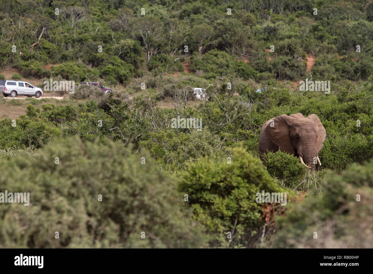 Male elephant walking through bush past cars on the road, Addo Elephant National Park, Eastern Cape, South Africa Stock Photo