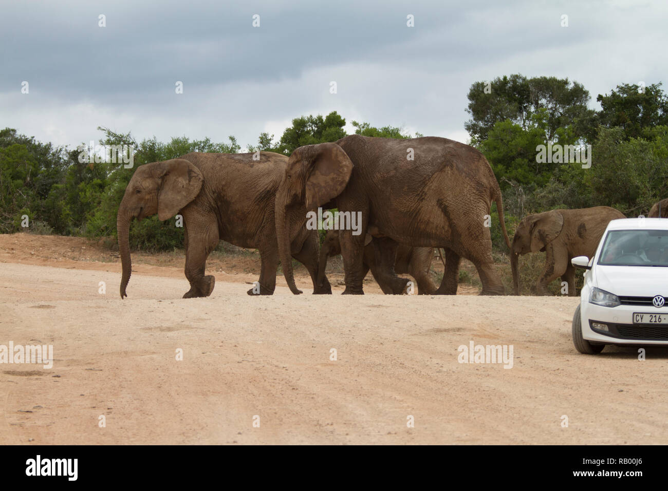 Elphants crossing the road in Addo Elephant National Park, Eastern Cape, South Africa Stock Photo