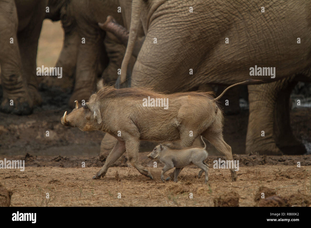 Warthog mother and baby approach a waterhole with elephants at Addo Elephant National Park, Eastern Cape, South Africa Stock Photo