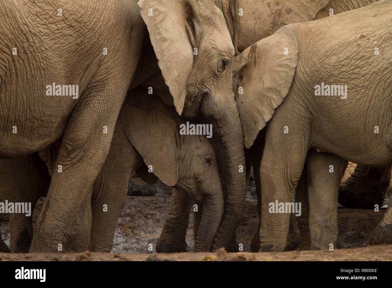 A group of elephants look like they're huddling, Addo Elephant National Park, South Africa Stock Photo