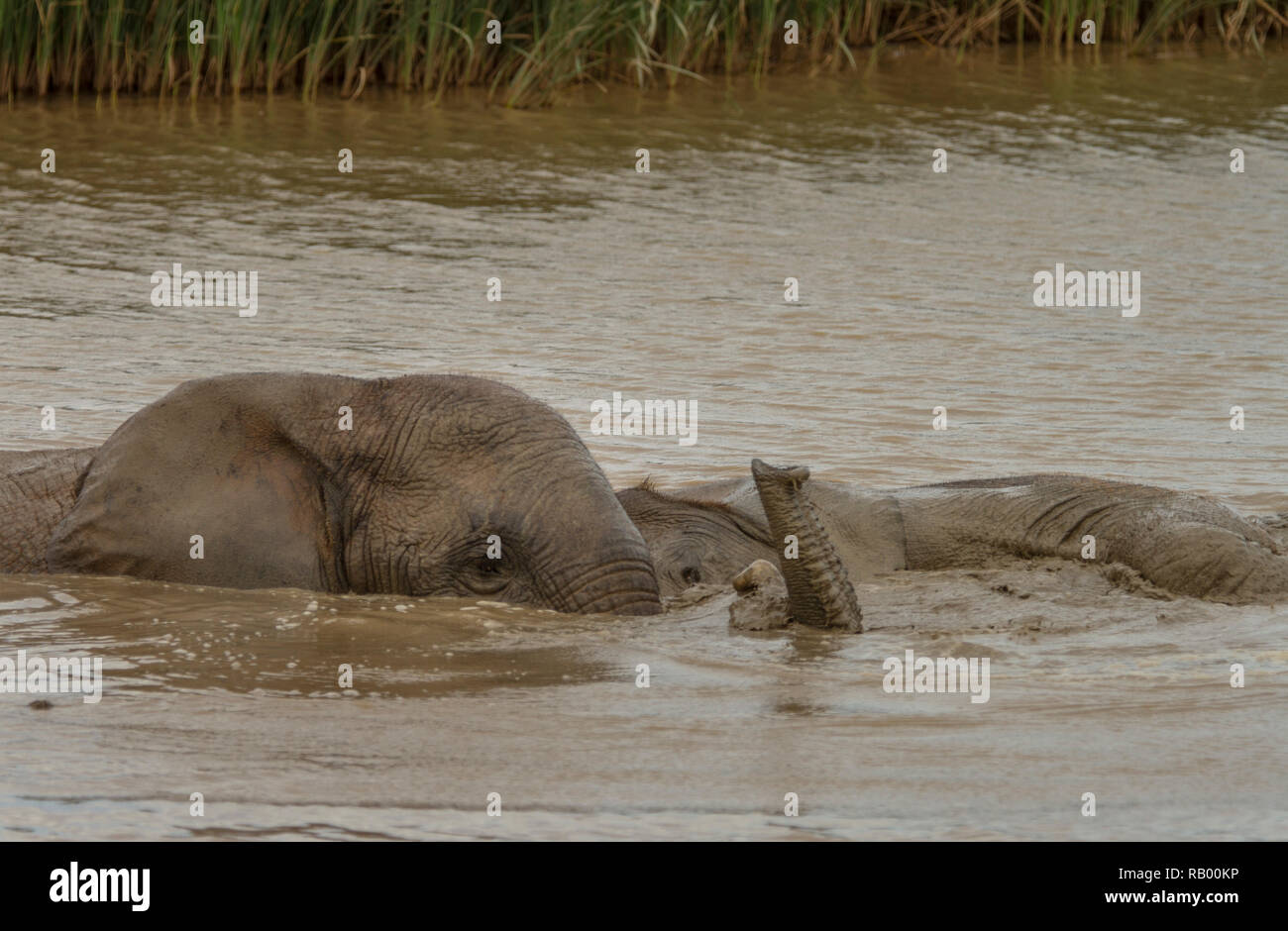 Two elephants play in the water, Hapoor Dam, Addo Elephant National