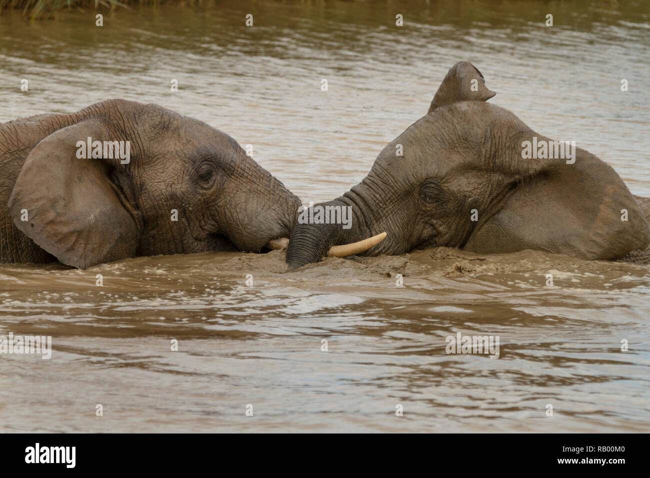 Two elephants play in the water, Hapoor Dam, Addo Elephant National Park, South Africa Stock Photo