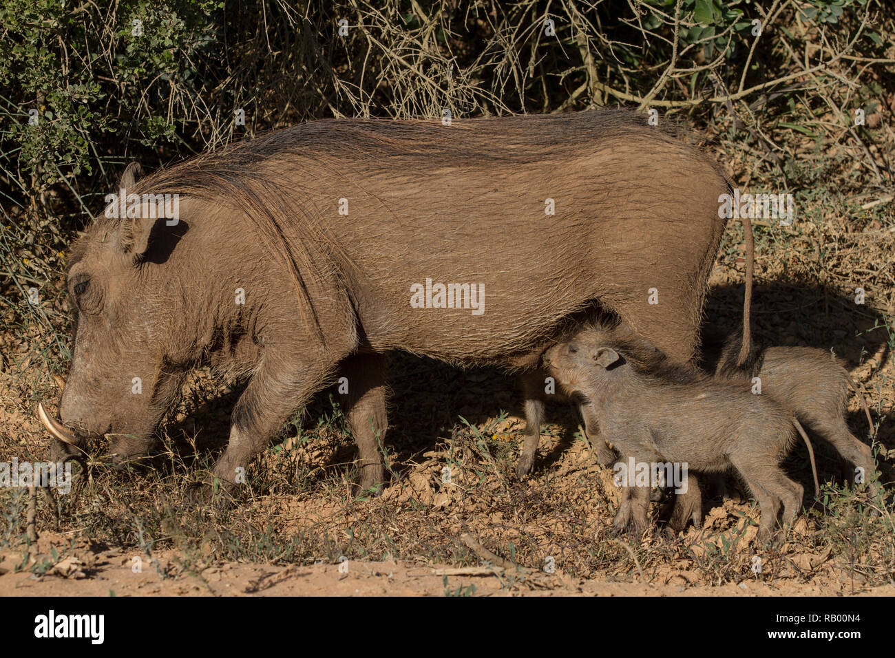 Warthog babies drink from mother at Addo Elephant National Park, Eastern Cape, South Africa Stock Photo