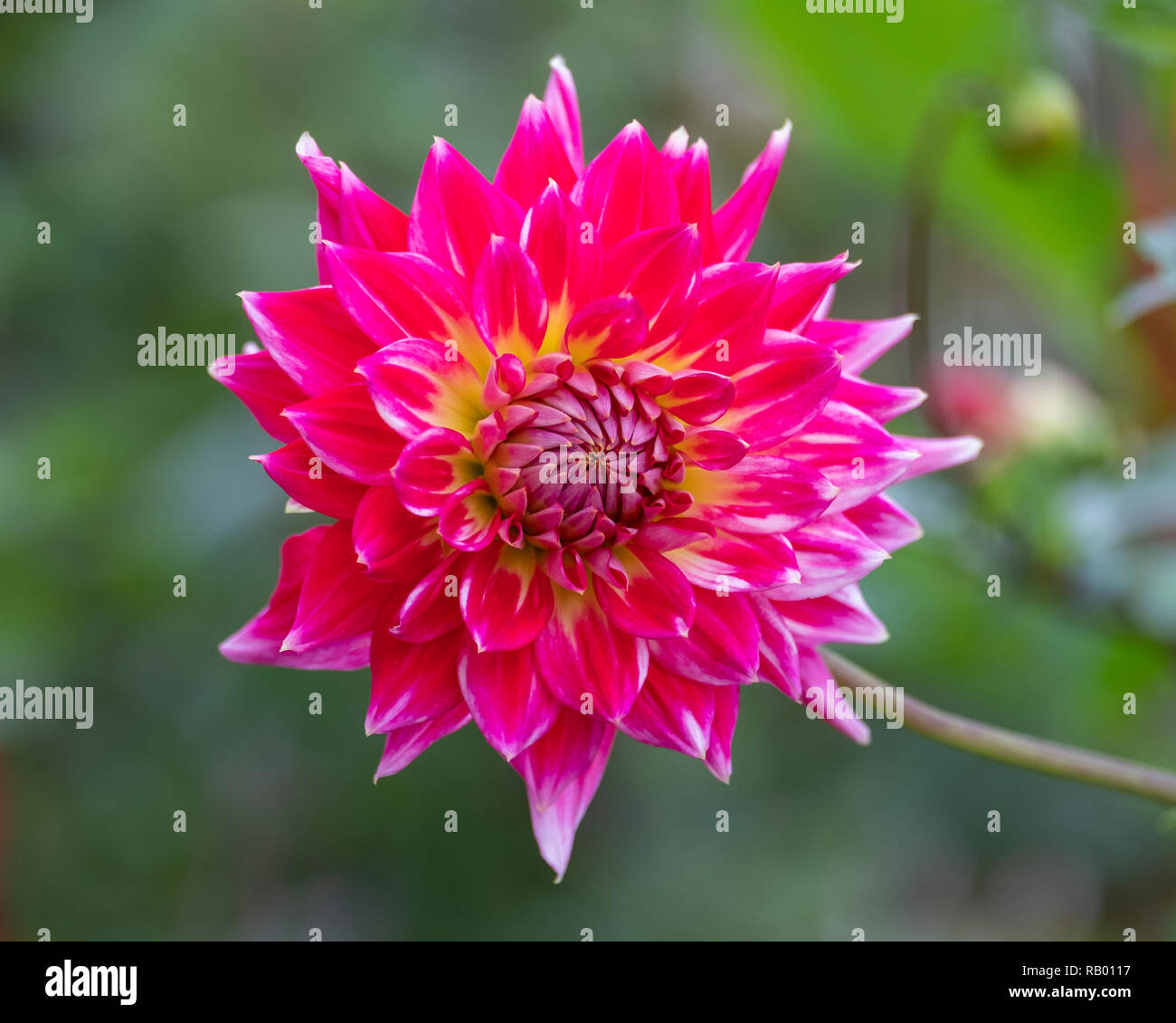 Dahlien knospe hires stock photography and images Alamy