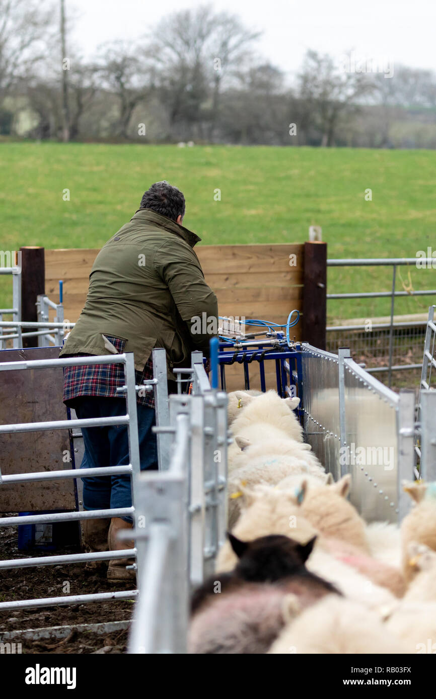 farmer having his sheep scanned before lambing season Stock Photo Alamy