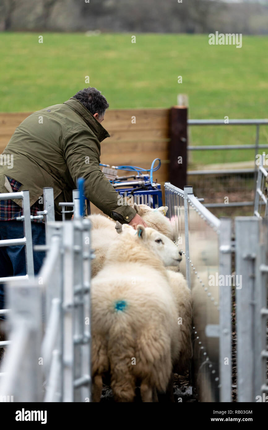 farmer having his sheep scanned before lambing season Stock Photo Alamy