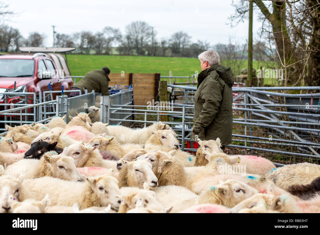 farmer having his sheep scanned before lambing season Stock Photo Alamy