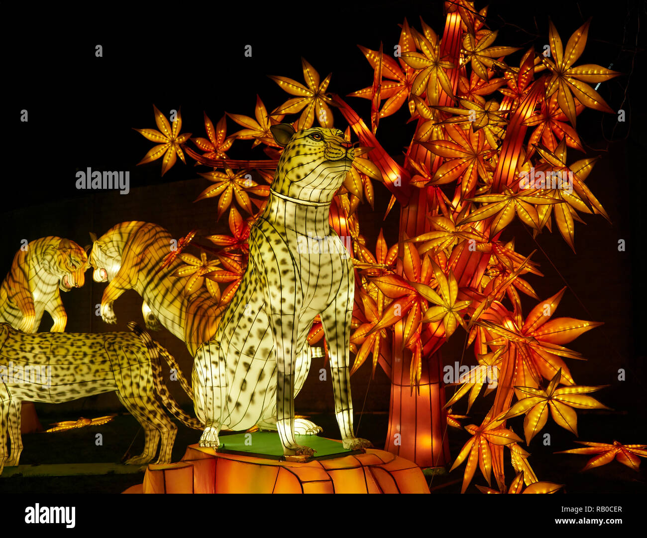 Edinburgh Zoo, Edinburgh, Scotland, UK, 5th January 2019, Giant Lanterns of China Display of Mythical Creatures, Legends and Animals throughout the Zoo during January 2019. Leopard. Stock Photo