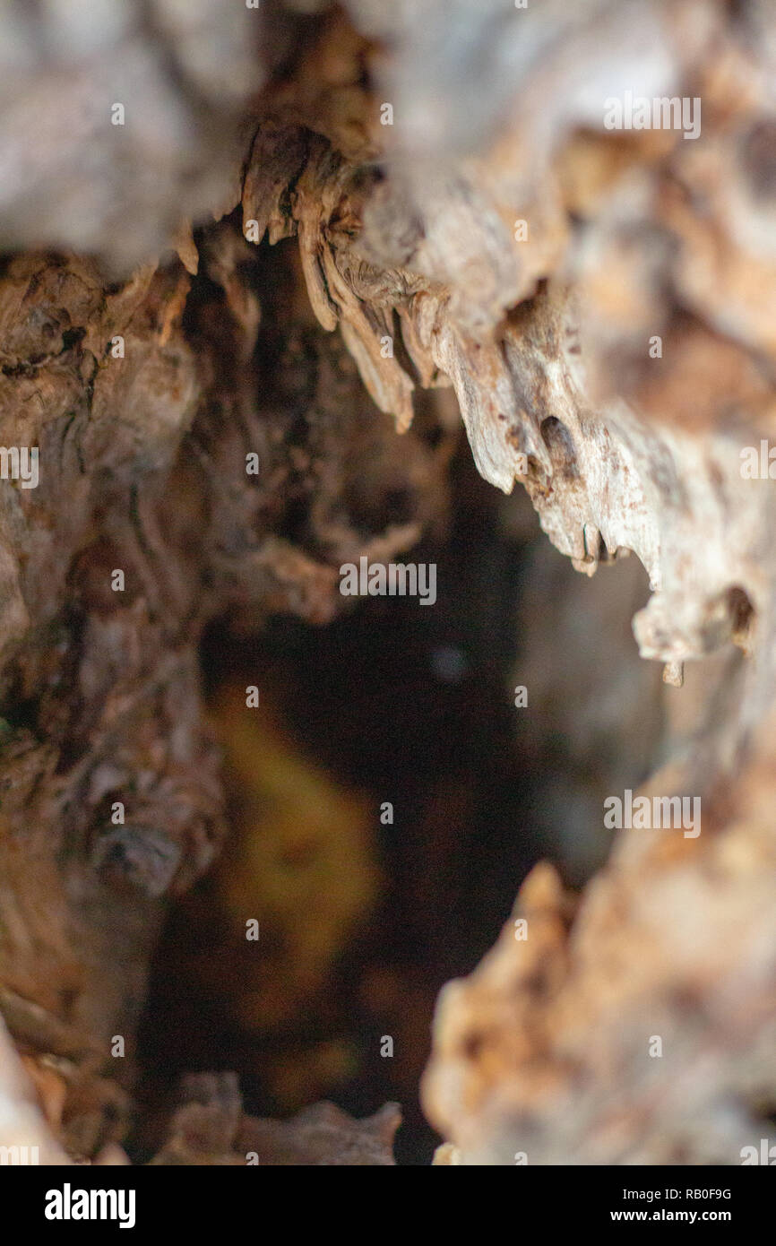 inside a tree Stock Photo Alamy