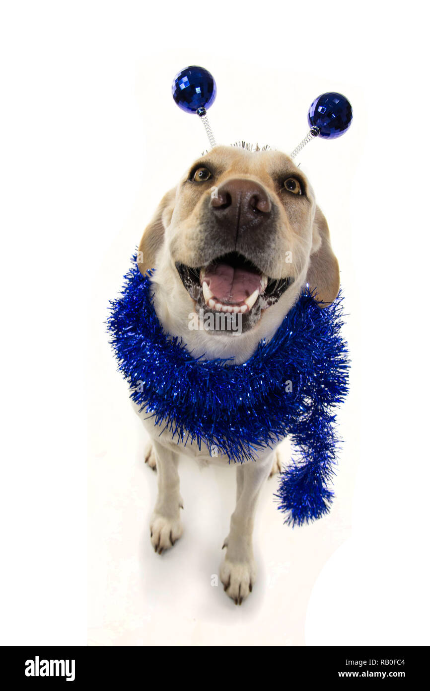 FUNNY DOG PARTY. BIRTHDAY OR NEW YEAR. LABRADOR WITH A HEADBAND O DIADEM WITH BLUE DISCO BALL BOPPERS LIKE A ALIEN AND A TINSEL GARLAND.ISOLATED SHOT  Stock Photo