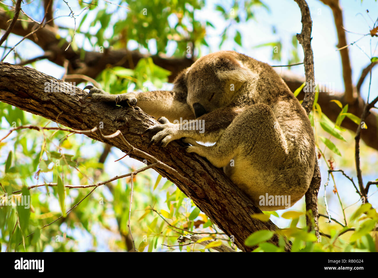 Sleeping Australian koala high up in a tree during spring time as spotted during a hike on Magnetic Island (Townsville, Queensland, Australia) Stock Photo
