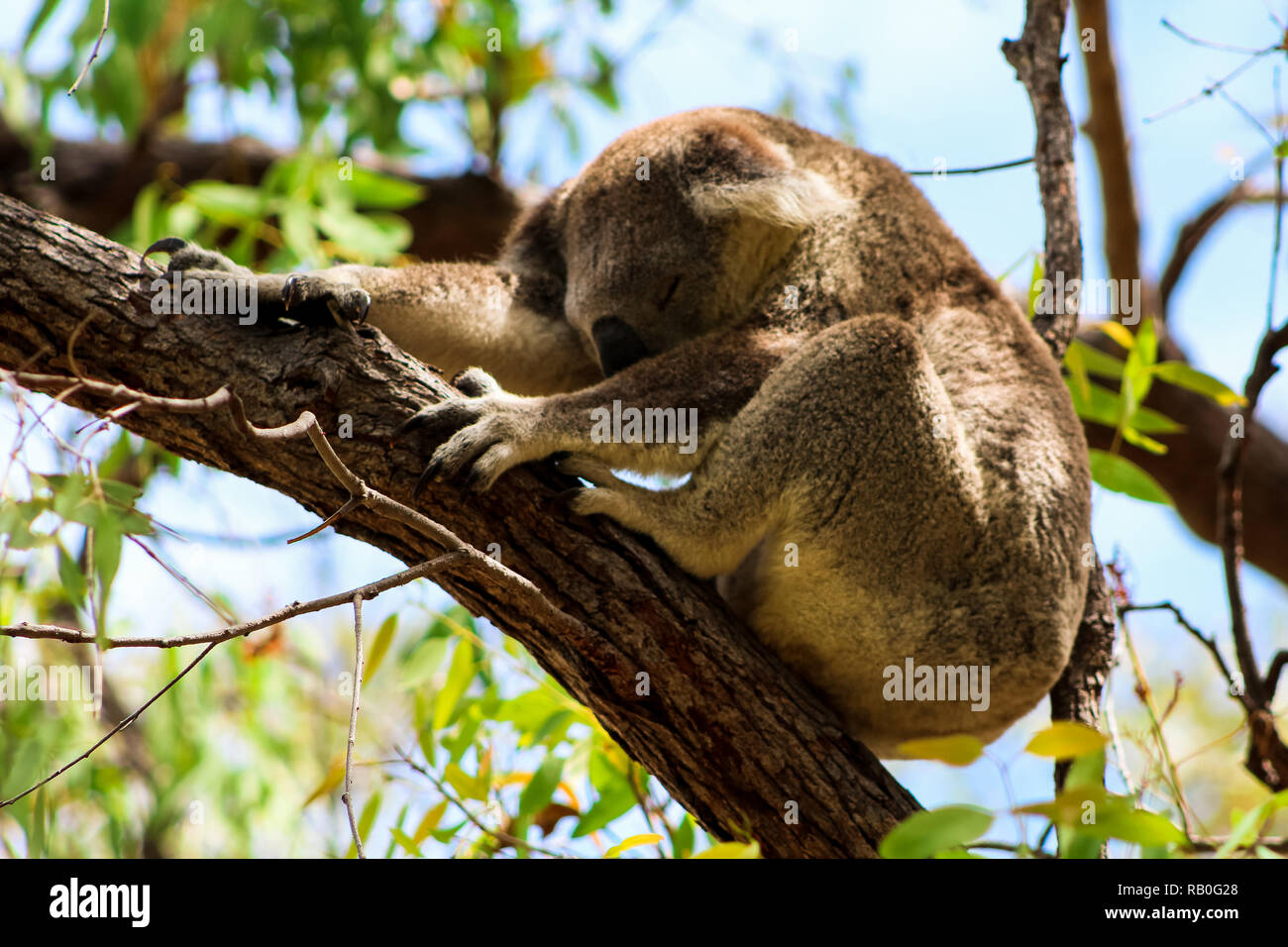 Sleeping Australian koala high up in a tree during spring time as spotted during a hike on Magnetic Island (Townsville, Queensland, Australia) Stock Photo