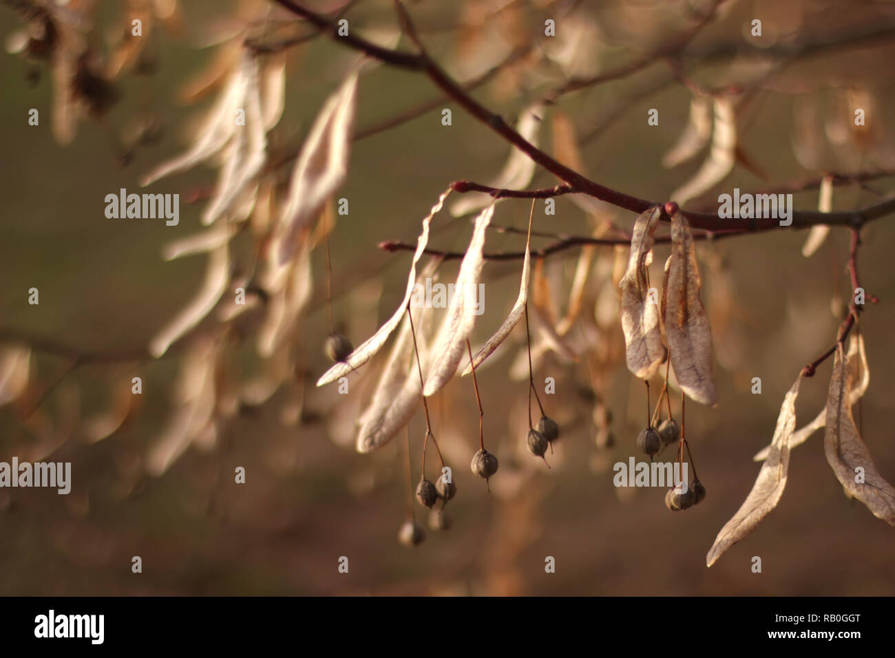 Linden tree twig Stock Photo
