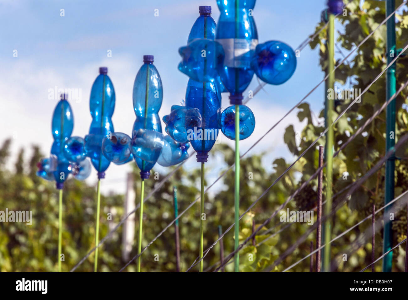 Bird Scarer of used plastic bottles in vineyard row Stock Photo