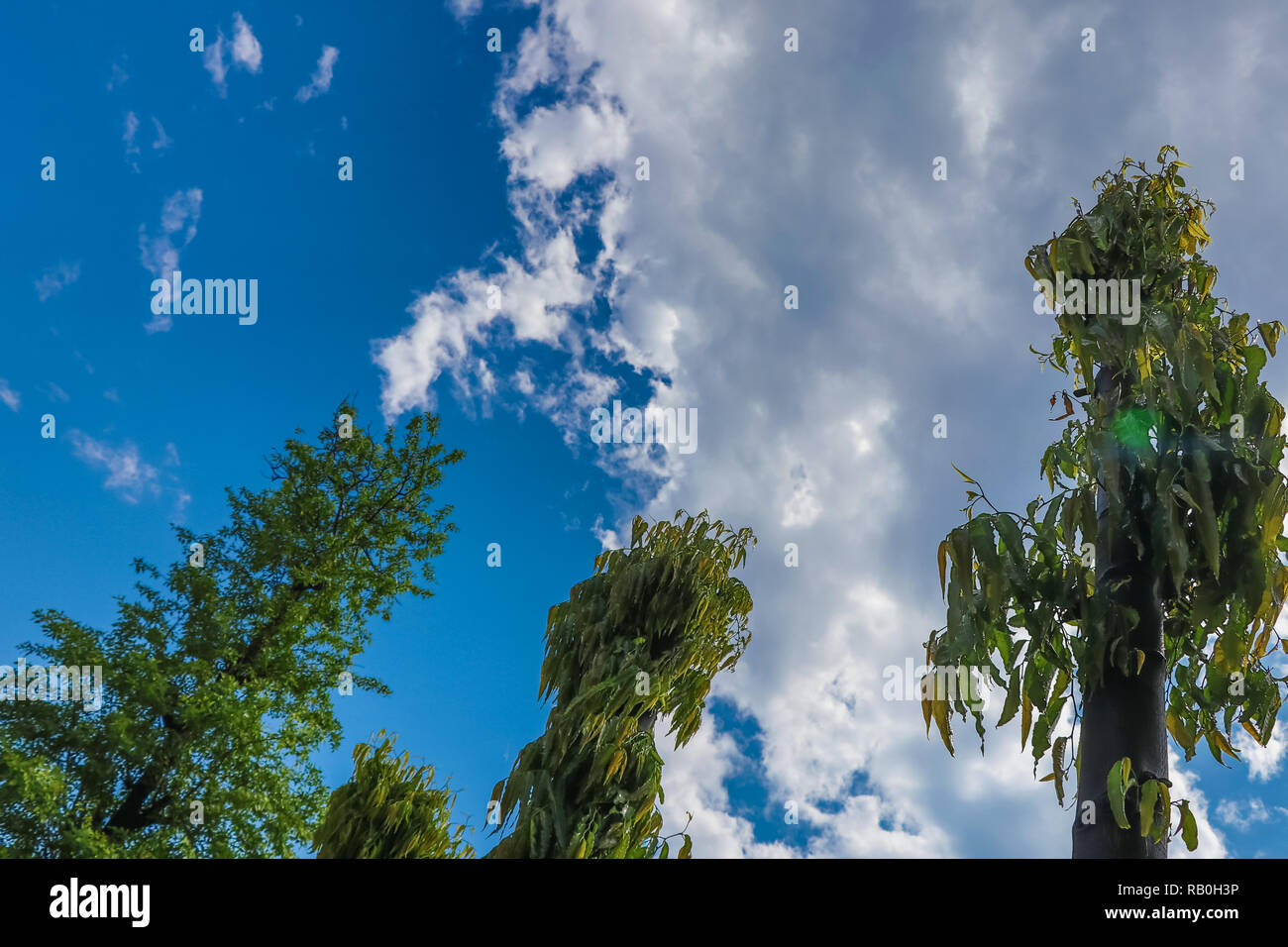 Blue sky and cloud view through the trees, after rain sky Stock Photo